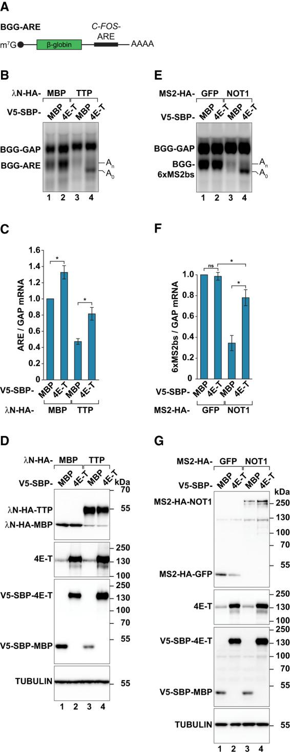https://cdn.ncbi.nlm.nih.gov/pmc/blobs/cdcc/7263148/e39d7384074f/847f06.jpg