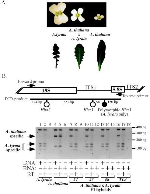 https://cdn.ncbi.nlm.nih.gov/pmc/blobs/cdd0/1950575/8344682cbd24/pone.0000815.g003.jpg