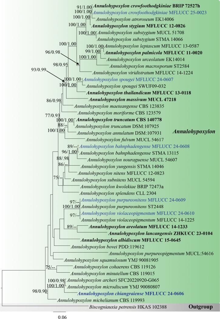 https://cdn.ncbi.nlm.nih.gov/pmc/blobs/cdd6/12326179/05117393abc6/mycokeys-120-035-g003.jpg