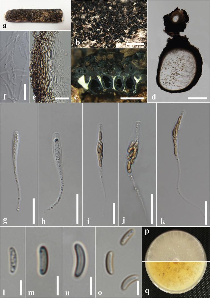 https://cdn.ncbi.nlm.nih.gov/pmc/blobs/cdd6/12326179/22bbc523fe6b/mycokeys-120-035-g019.jpg