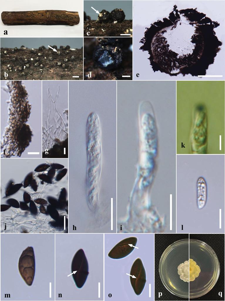 https://cdn.ncbi.nlm.nih.gov/pmc/blobs/cdd6/12326179/50ec8b41d2a8/mycokeys-120-035-g012.jpg