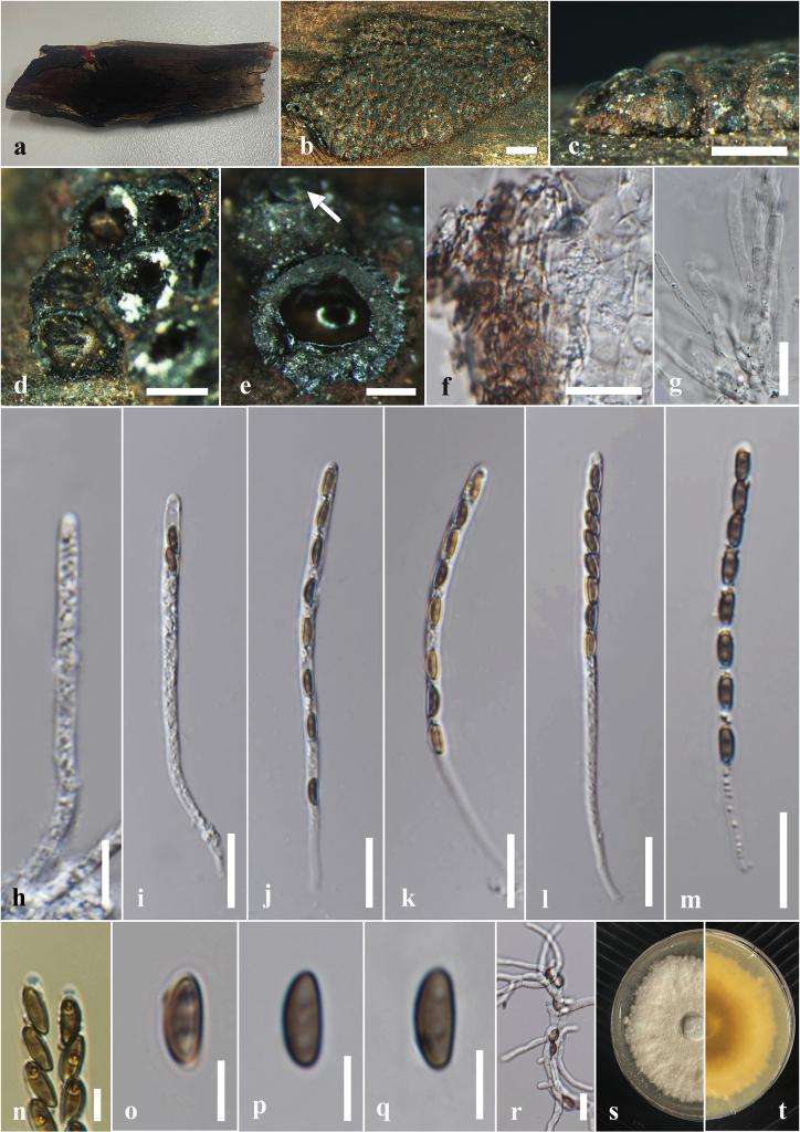https://cdn.ncbi.nlm.nih.gov/pmc/blobs/cdd6/12326179/70e343f6b31b/mycokeys-120-035-g004.jpg