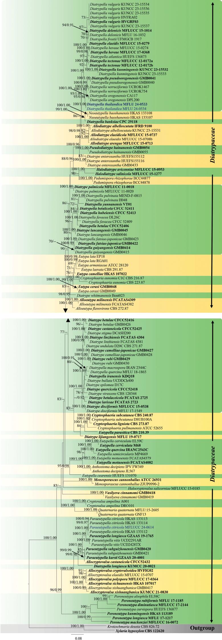 https://cdn.ncbi.nlm.nih.gov/pmc/blobs/cdd6/12326179/813b90a934e6/mycokeys-120-035-g017.jpg