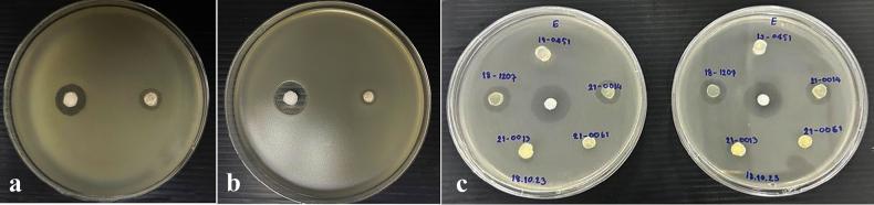https://cdn.ncbi.nlm.nih.gov/pmc/blobs/cdd6/12326179/89890dc71720/mycokeys-120-035-g020.jpg