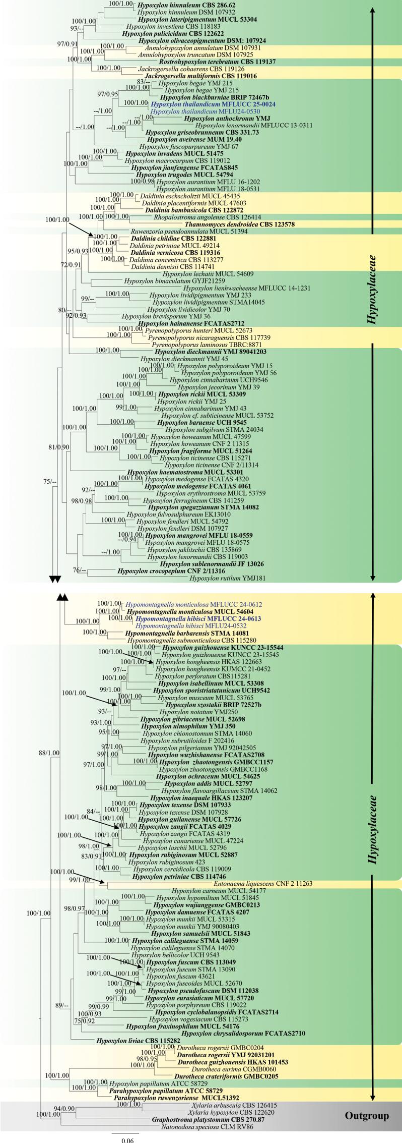https://cdn.ncbi.nlm.nih.gov/pmc/blobs/cdd6/12326179/b48487939cee/mycokeys-120-035-g013.jpg