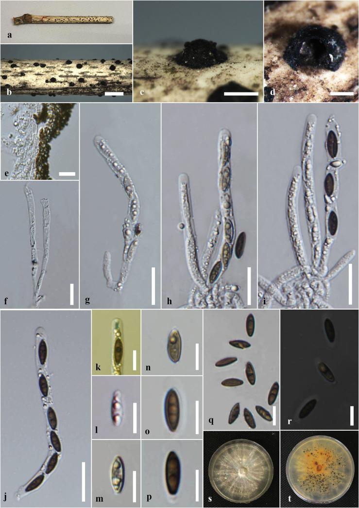 https://cdn.ncbi.nlm.nih.gov/pmc/blobs/cdd6/12326179/bdfe4c20206d/mycokeys-120-035-g002.jpg