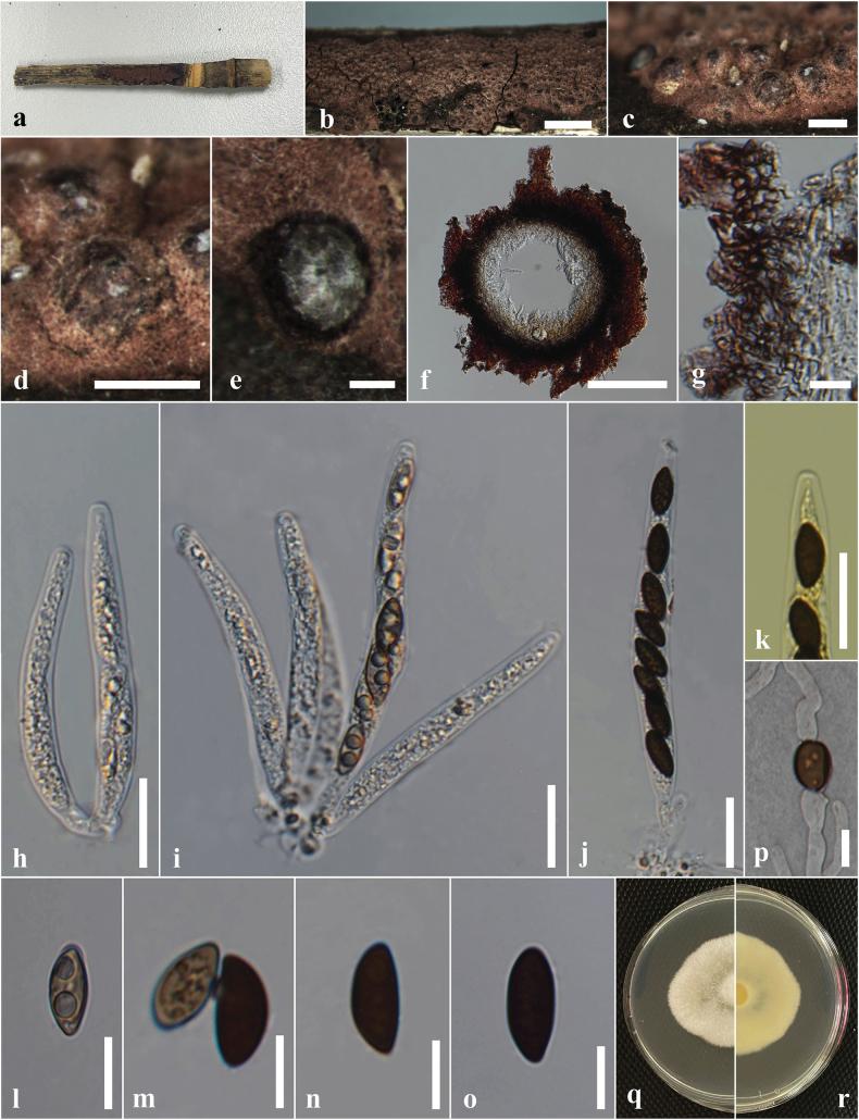 https://cdn.ncbi.nlm.nih.gov/pmc/blobs/cdd6/12326179/f68c8f52421a/mycokeys-120-035-g014.jpg