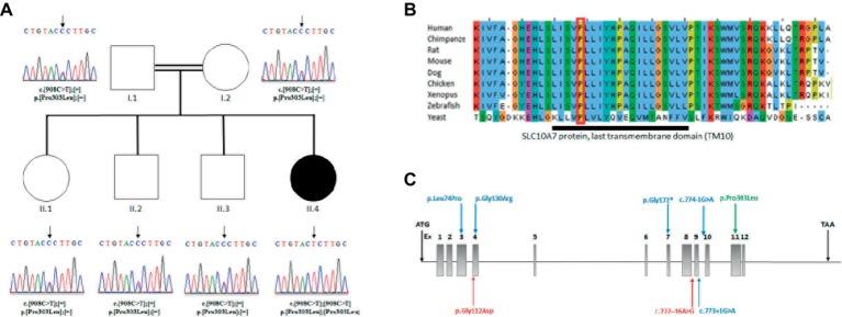 https://cdn.ncbi.nlm.nih.gov/pmc/blobs/cdd6/6546871/a6482056c000/fgene-10-00504-g002.jpg