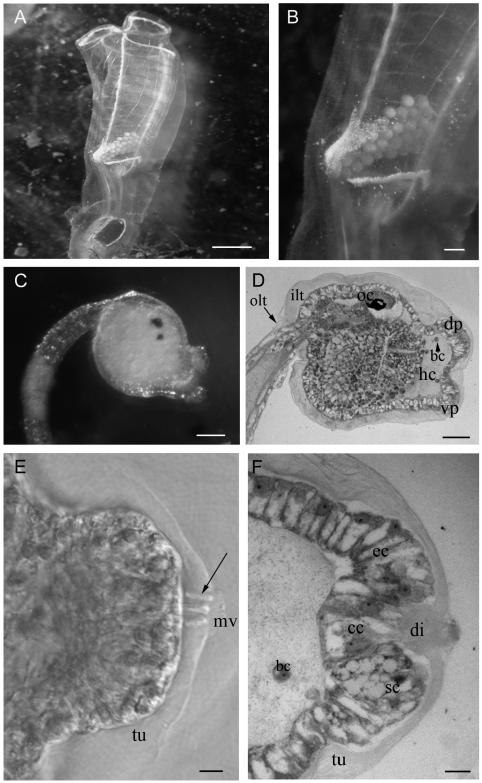 https://cdn.ncbi.nlm.nih.gov/pmc/blobs/cdd7/3167275/ca337d1b7cd6/ejh-2009-1-e4-g001.jpg