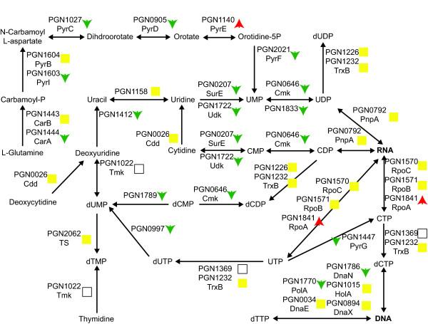 https://cdn.ncbi.nlm.nih.gov/pmc/blobs/cddb/2689231/31aecbb12160/1471-2180-9-98-5.jpg