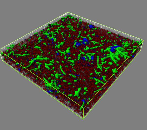 https://cdn.ncbi.nlm.nih.gov/pmc/blobs/cddb/2689231/c8d7c42125eb/1471-2180-9-98-1.jpg