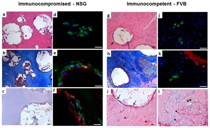 https://cdn.ncbi.nlm.nih.gov/pmc/blobs/cddc/6787680/32acaf9dbfa5/jfb-10-00028-g007.jpg