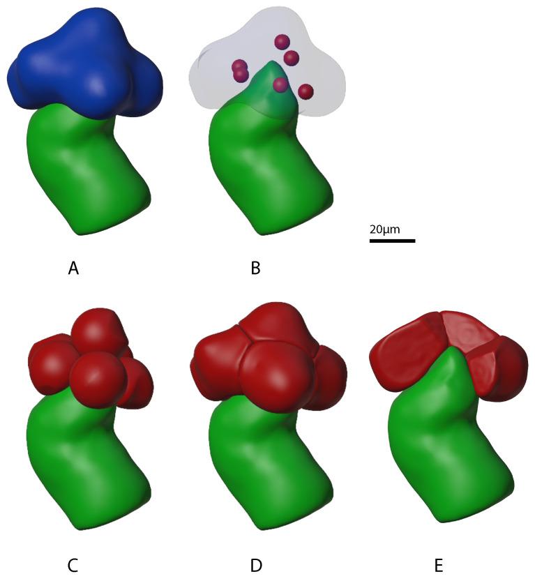 https://cdn.ncbi.nlm.nih.gov/pmc/blobs/cddd/9599163/1c34377d1d73/biomolecules-12-01455-g004.jpg
