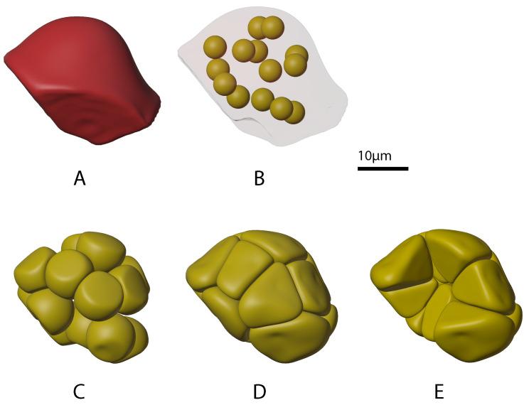 https://cdn.ncbi.nlm.nih.gov/pmc/blobs/cddd/9599163/dd17d4ee3fc9/biomolecules-12-01455-g005.jpg