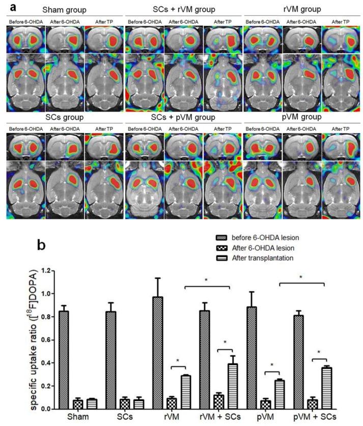 https://cdn.ncbi.nlm.nih.gov/pmc/blobs/cde0/6912403/855078fb289d/cells-08-01420-g004.jpg