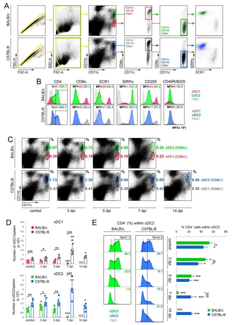 https://cdn.ncbi.nlm.nih.gov/pmc/blobs/cde4/10778474/3030e593cf10/cells-13-00013-g001.jpg