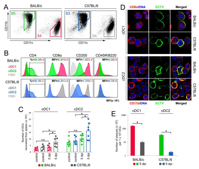https://cdn.ncbi.nlm.nih.gov/pmc/blobs/cde4/10778474/6ea8ffedb253/cells-13-00013-g002.jpg