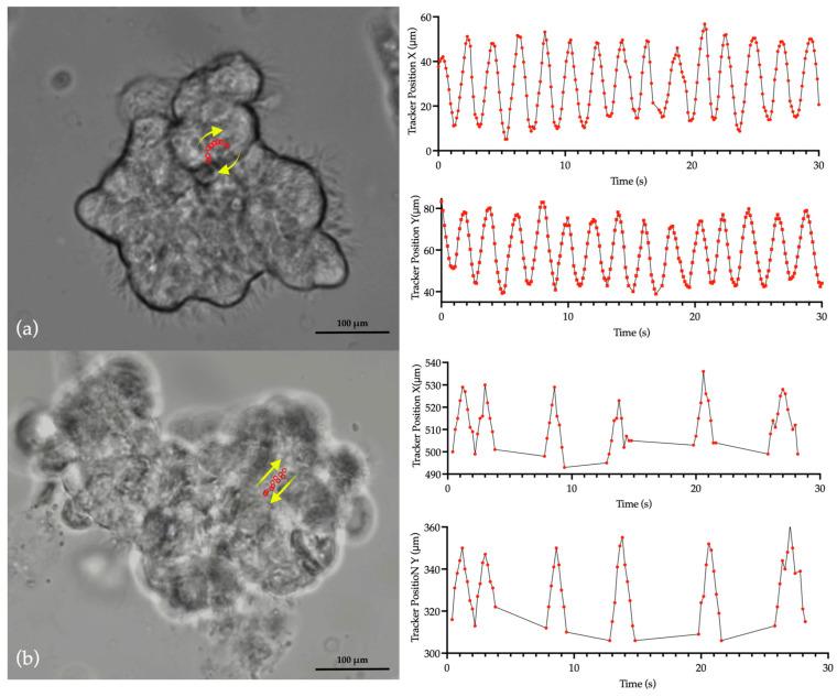https://cdn.ncbi.nlm.nih.gov/pmc/blobs/cde8/11011699/3272b0136a58/cells-13-00567-g002.jpg
