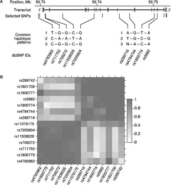https://cdn.ncbi.nlm.nih.gov/pmc/blobs/cde9/3500196/4be05b8c846e/1479-7364-1-6-421-5.jpg