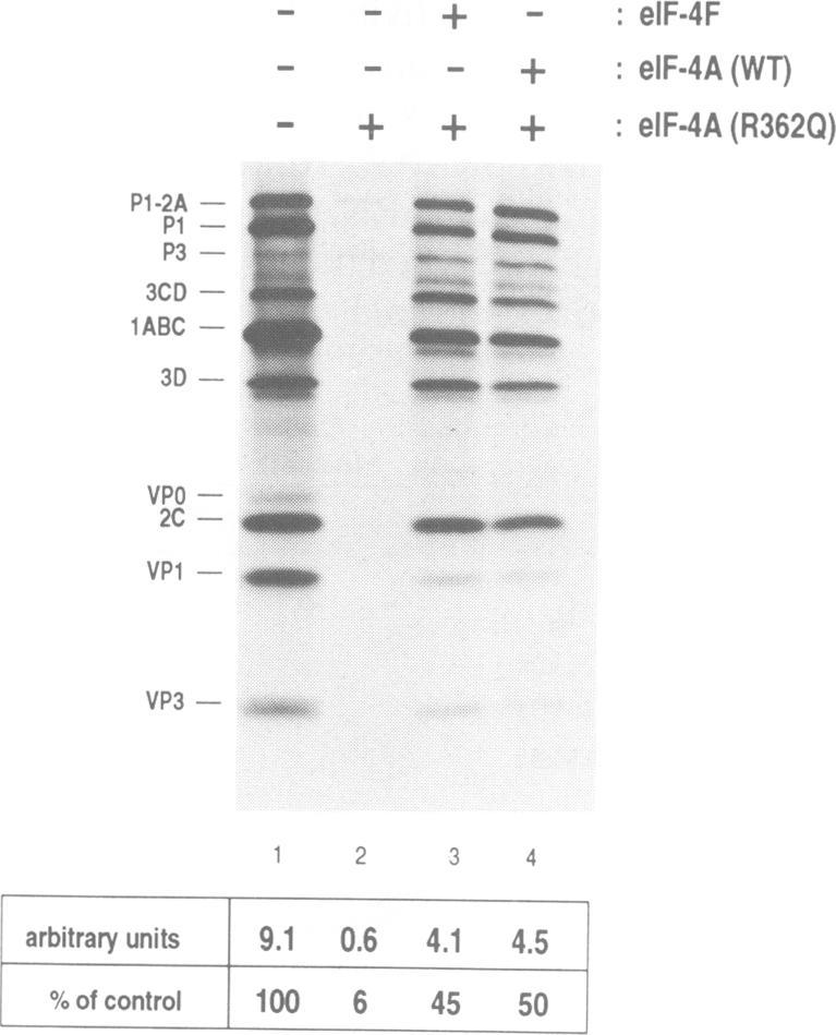 https://cdn.ncbi.nlm.nih.gov/pmc/blobs/cdeb/394930/8b2ae631b18d/emboj00053-0216-b.jpg