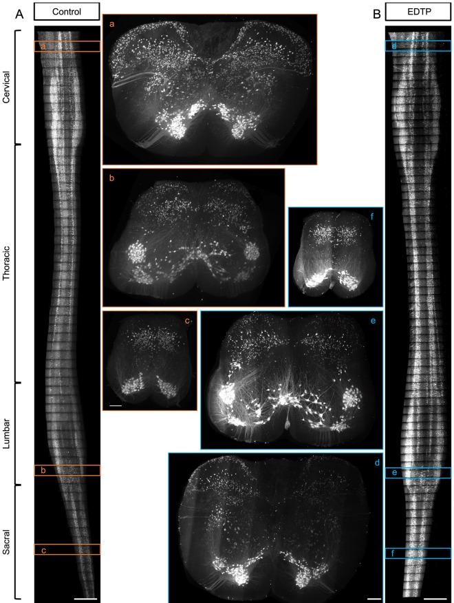 https://cdn.ncbi.nlm.nih.gov/pmc/blobs/cdec/11222453/440ebd4c8cf2/41598_2024_66398_Fig5_HTML.jpg