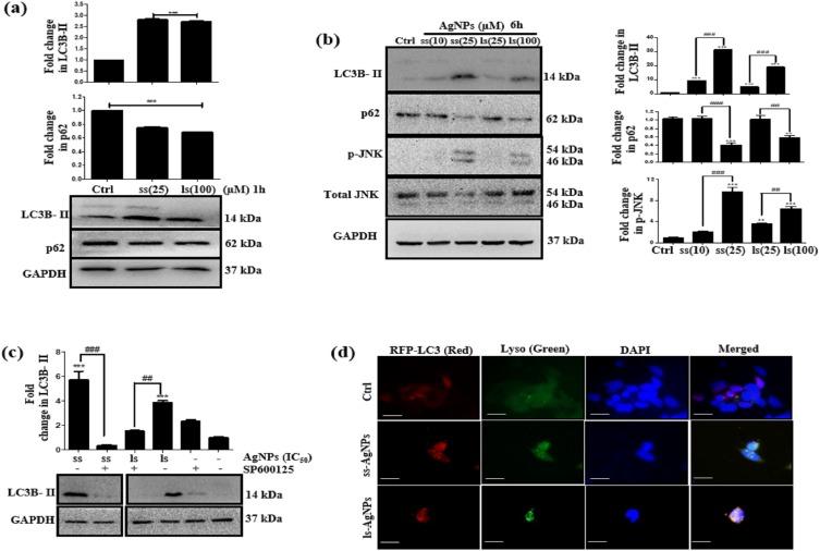 https://cdn.ncbi.nlm.nih.gov/pmc/blobs/cded/6875509/36ef3247bc9e/IJN-14-9063-g0004.jpg
