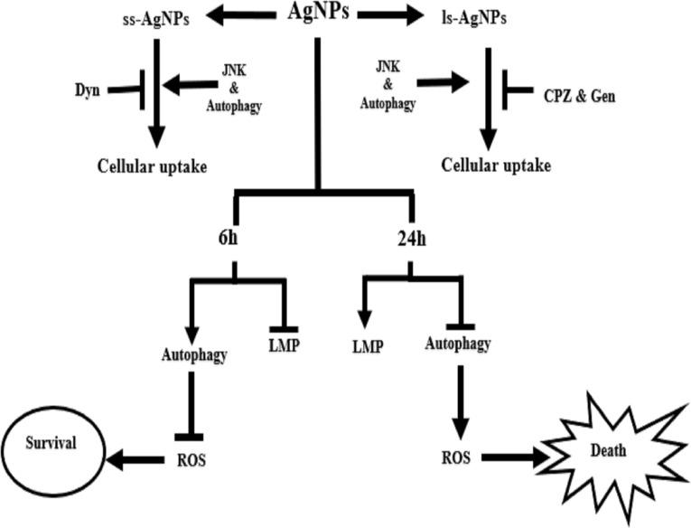 https://cdn.ncbi.nlm.nih.gov/pmc/blobs/cded/6875509/3f0f28d41757/IJN-14-9063-g0009.jpg