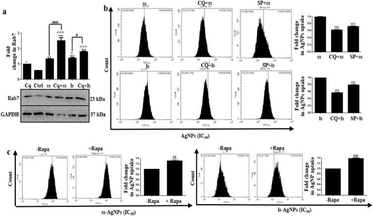 https://cdn.ncbi.nlm.nih.gov/pmc/blobs/cded/6875509/4bfdeaad7584/IJN-14-9063-g0005.jpg