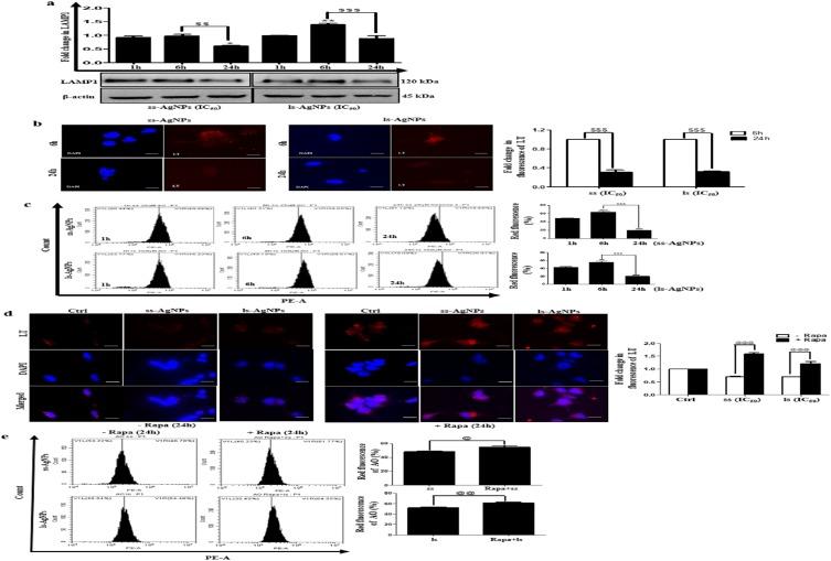 https://cdn.ncbi.nlm.nih.gov/pmc/blobs/cded/6875509/58b6f8cfb49d/IJN-14-9063-g0007.jpg