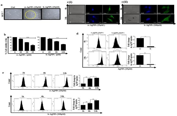 https://cdn.ncbi.nlm.nih.gov/pmc/blobs/cded/6875509/6af063f21fac/IJN-14-9063-g0002.jpg