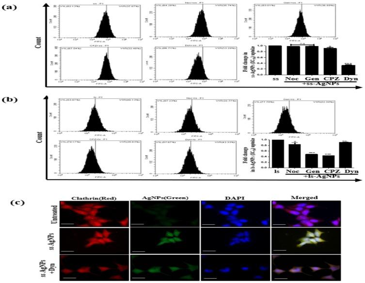 https://cdn.ncbi.nlm.nih.gov/pmc/blobs/cded/6875509/84b4c3b2ded4/IJN-14-9063-g0003.jpg