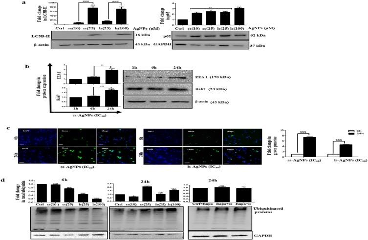 https://cdn.ncbi.nlm.nih.gov/pmc/blobs/cded/6875509/fae546e3e354/IJN-14-9063-g0006.jpg