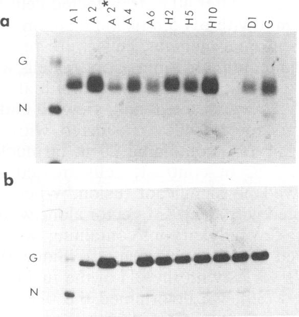 https://cdn.ncbi.nlm.nih.gov/pmc/blobs/cdf1/237775/5b9213606c08/jvirol00028-0388-a.jpg