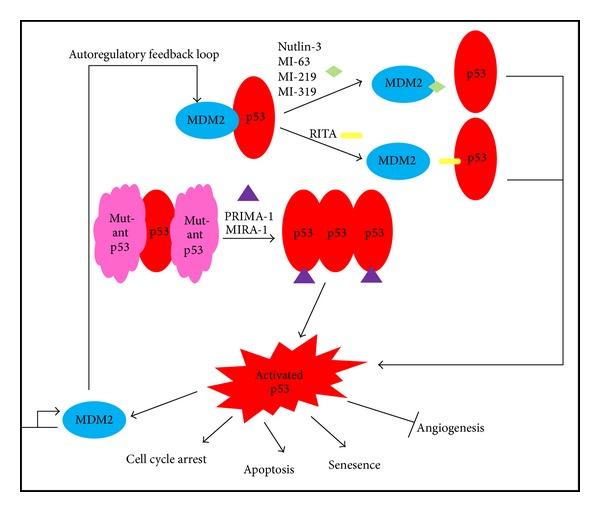 https://cdn.ncbi.nlm.nih.gov/pmc/blobs/cdf1/4083709/33b205b1b6dd/BMRI2014-717919.001.jpg