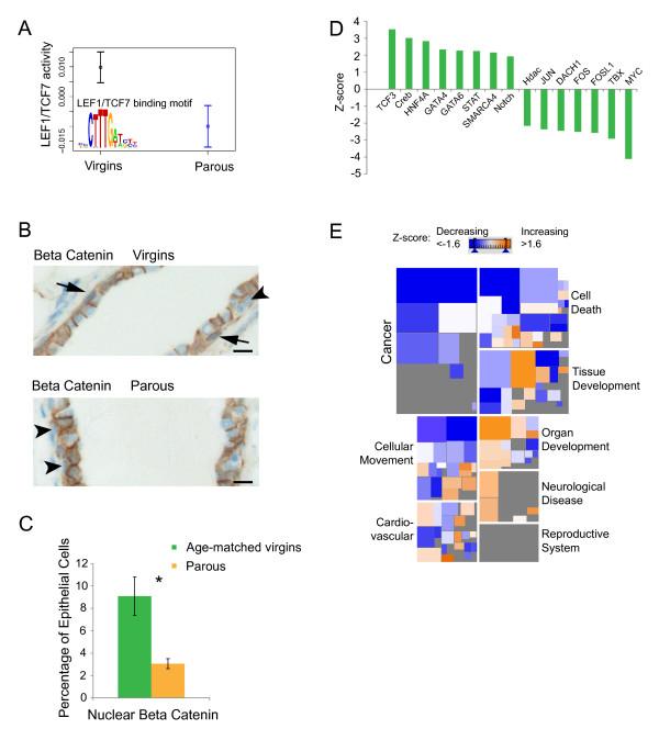 https://cdn.ncbi.nlm.nih.gov/pmc/blobs/cdfa/3672662/dabbf105175b/bcr3419-4.jpg