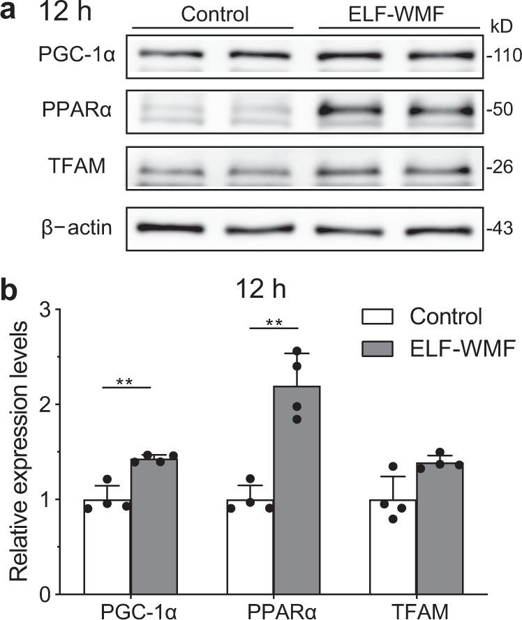 https://cdn.ncbi.nlm.nih.gov/pmc/blobs/cdfd/9098439/4671bb16204b/42003_2022_3389_Fig5_HTML.jpg