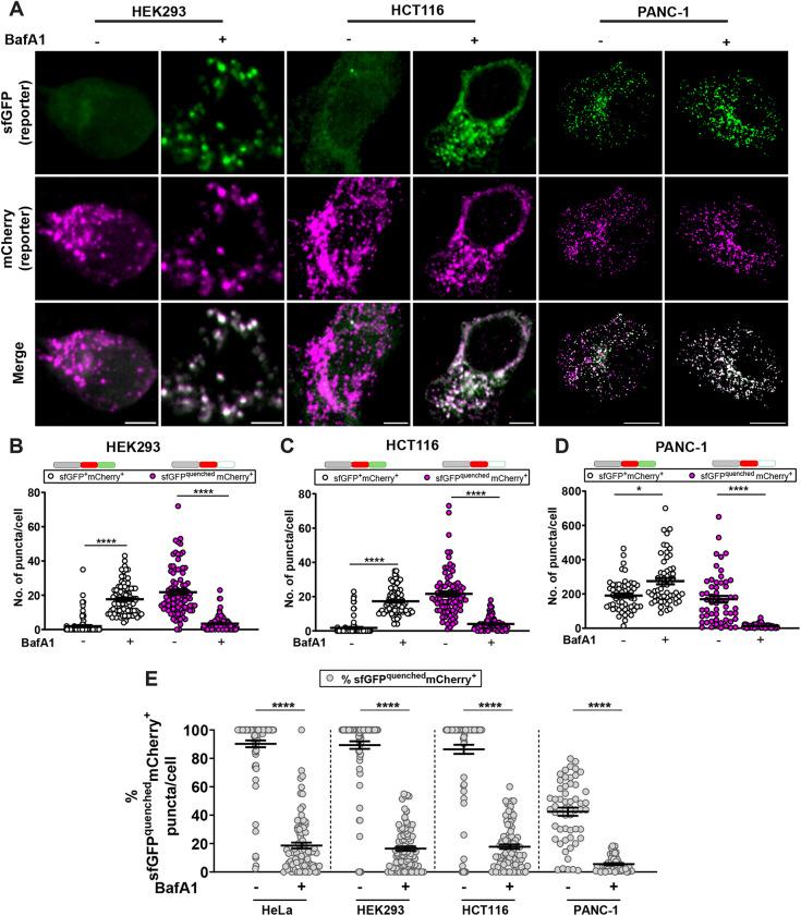 https://cdn.ncbi.nlm.nih.gov/pmc/blobs/ce00/11321044/259337ef0fd8/mbc-35-mr6-g005.jpg