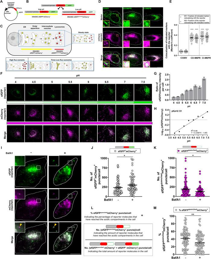 https://cdn.ncbi.nlm.nih.gov/pmc/blobs/ce00/11321044/590f1a633f9e/mbc-35-mr6-g002.jpg