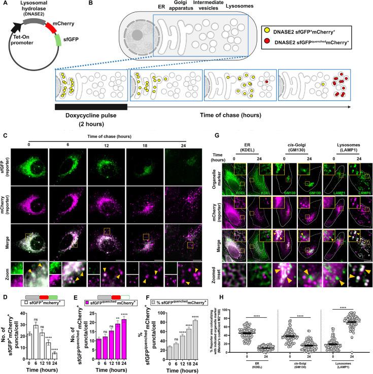 https://cdn.ncbi.nlm.nih.gov/pmc/blobs/ce00/11321044/76c676680a3f/mbc-35-mr6-g003.jpg