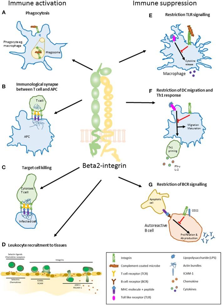 https://cdn.ncbi.nlm.nih.gov/pmc/blobs/ce00/6389632/b1980e598ab8/fimmu-10-00254-g0001.jpg