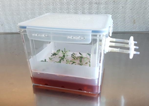 https://cdn.ncbi.nlm.nih.gov/pmc/blobs/ce05/12038445/b08e64574979/fpls-16-1561350-g003.jpg