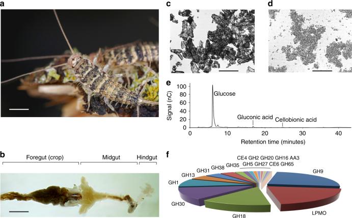https://cdn.ncbi.nlm.nih.gov/pmc/blobs/ce05/5823890/3198333c474d/41467_2018_3142_Fig1_HTML.jpg