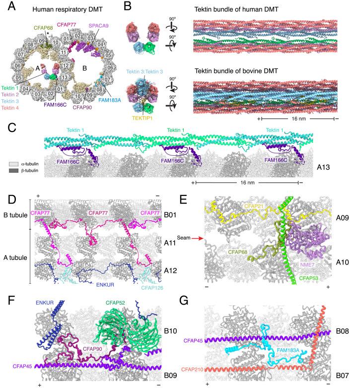 https://cdn.ncbi.nlm.nih.gov/pmc/blobs/ce08/9564825/1918f9ac6ead/pnas.2207605119fig02.jpg