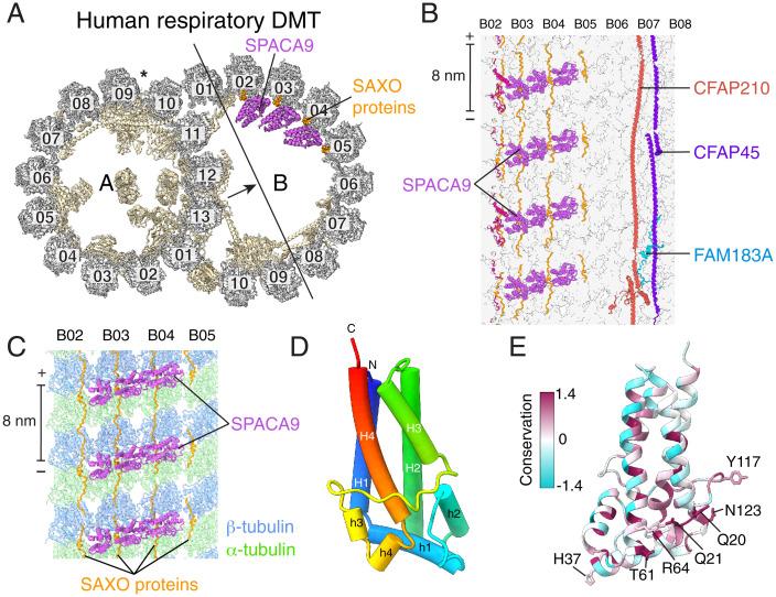 https://cdn.ncbi.nlm.nih.gov/pmc/blobs/ce08/9564825/2acaff5b3a1e/pnas.2207605119fig03.jpg