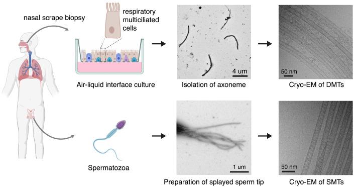 https://cdn.ncbi.nlm.nih.gov/pmc/blobs/ce08/9564825/70a6ca59ef7b/pnas.2207605119fig01.jpg