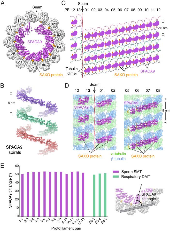https://cdn.ncbi.nlm.nih.gov/pmc/blobs/ce08/9564825/7462d3c7c83b/pnas.2207605119fig05.jpg