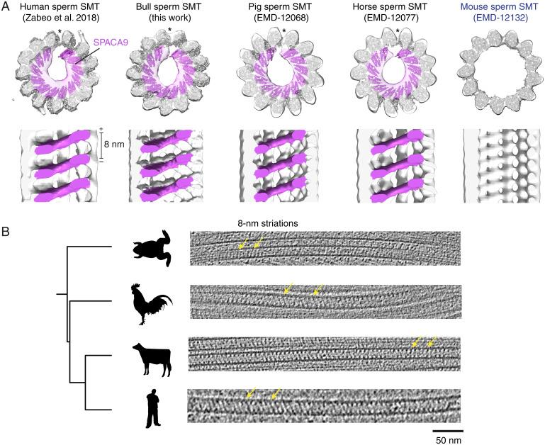https://cdn.ncbi.nlm.nih.gov/pmc/blobs/ce08/9564825/8e201ecb4945/pnas.2207605119fig06.jpg