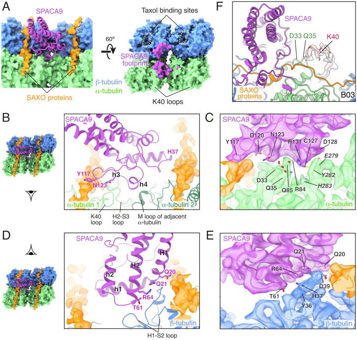 https://cdn.ncbi.nlm.nih.gov/pmc/blobs/ce08/9564825/eb212fcbf5b2/pnas.2207605119fig04.jpg