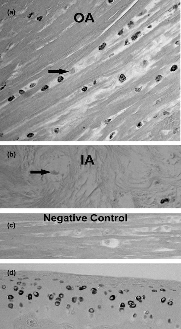 https://cdn.ncbi.nlm.nih.gov/pmc/blobs/ce0c/2688197/4307cceb4290/ar2660-1.jpg