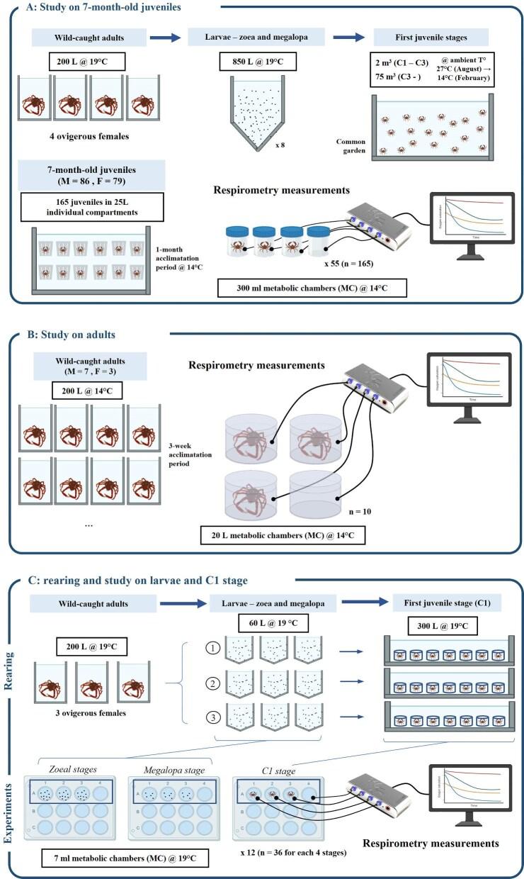 https://cdn.ncbi.nlm.nih.gov/pmc/blobs/ce0e/12280276/faf6fd1f06cc/obaf027fig2.jpg